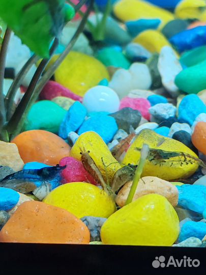 Аквариум с рыбками