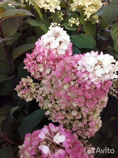 Гортензия метельчатая Строббери Блоссом