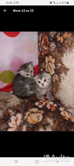 Кот вязка