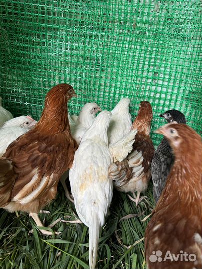 Куры несушки