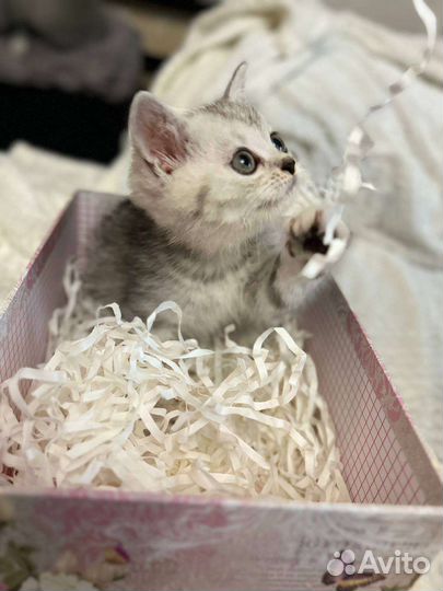 Британская короткошерстная кошка