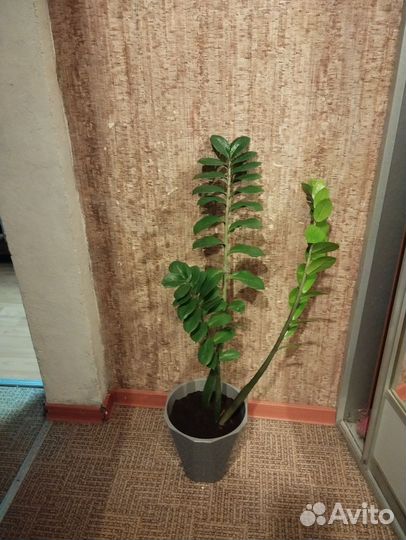 Замиокулькас