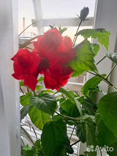 Гибискус китайская роза