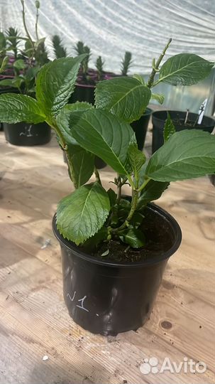 Растения для сада