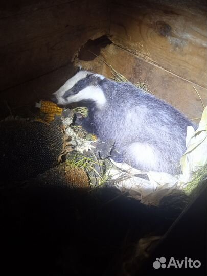 Жир сурка байбака и барсучий