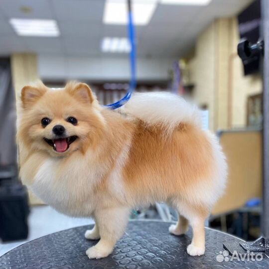 Грумер собак