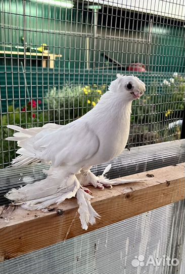 Голубь узбекский