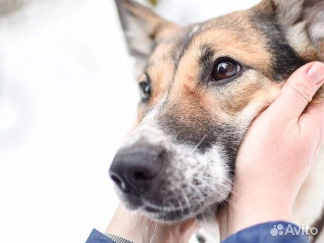 Собака-компаньон для хорошего человека