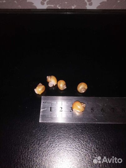 Улитки ампулярии