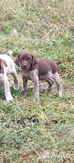 Щенки курцхаара