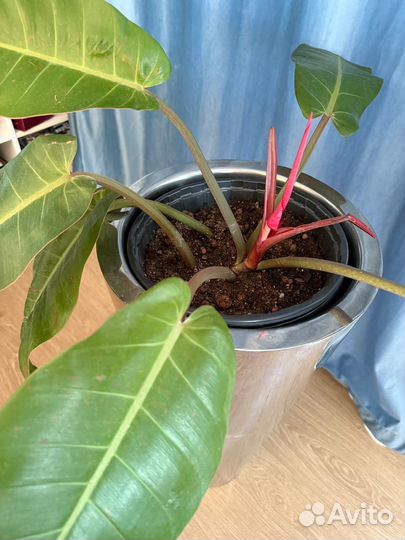 Филодендрон оранжевый принц