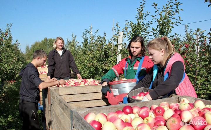 Сборщик. Вахта