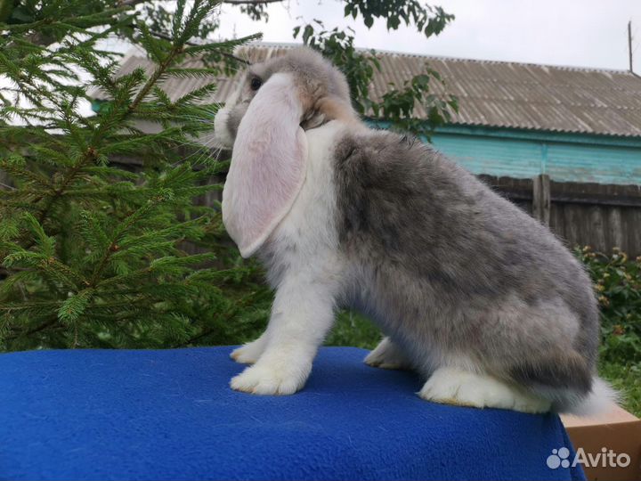 Францунский баран