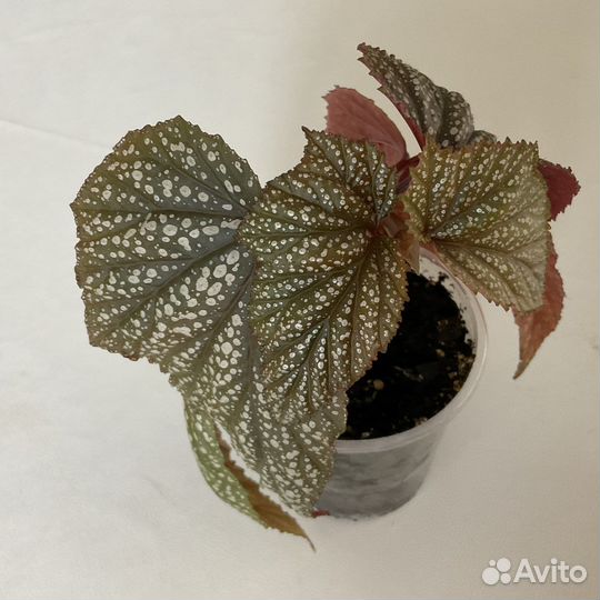 Бегонии кейн