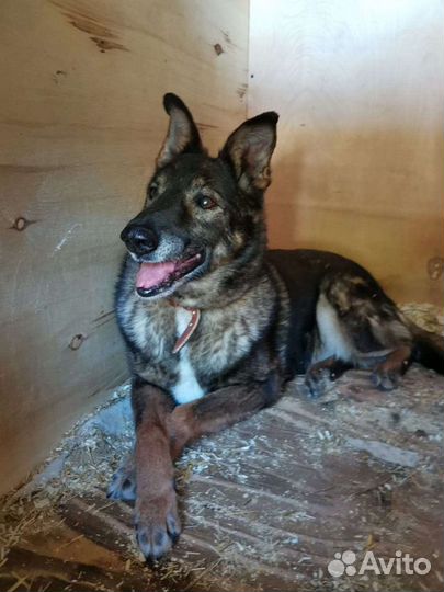 У Блюза нет зубов, но есть сердце