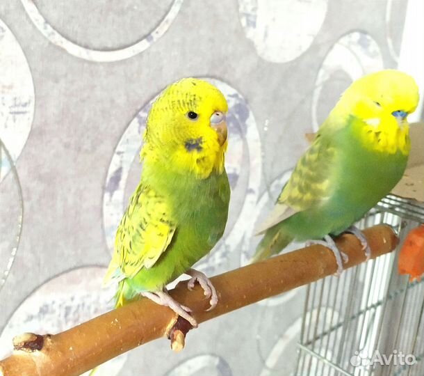 Волнистый попугай, ввп чех