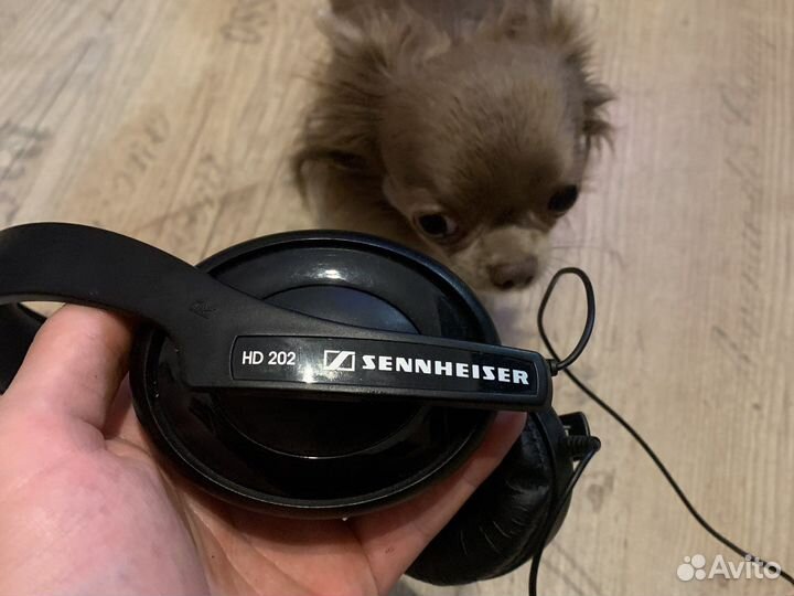 Наушники sennheiser hd 202