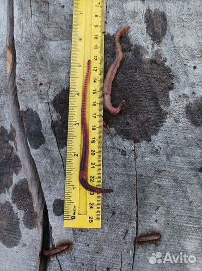 Черви дендробена