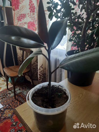 Фикус каучуконосный эластика