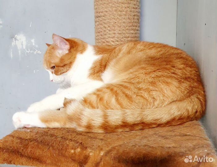 Кошечка в поисках дома из приюта