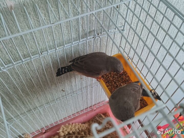 Зебровые амадины