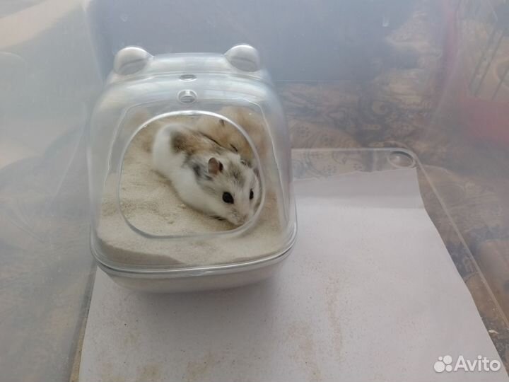 Джунгарик девочка