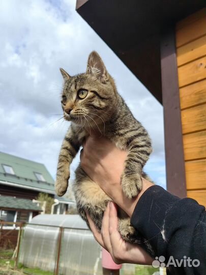 Домашняя кошка