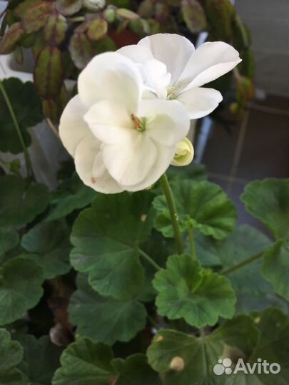 Комнатные цветы герань