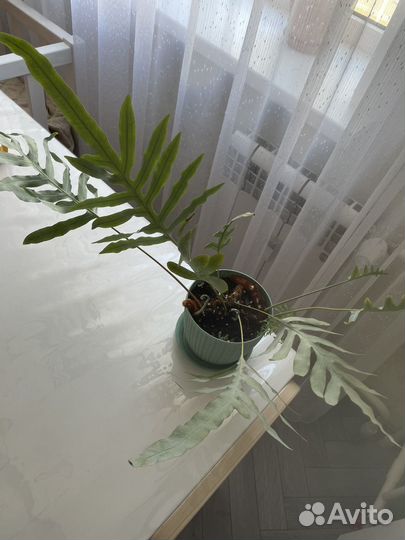 Флебодиум блю стар