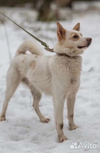 Малыш ищет дом