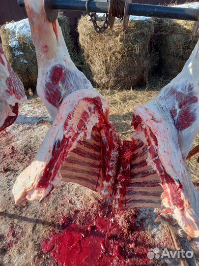 Мясо говядина