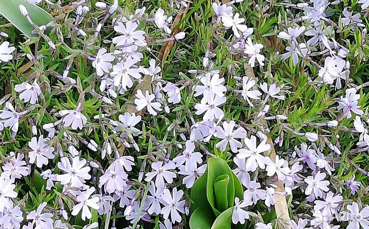 Цветы садовые, многолетники