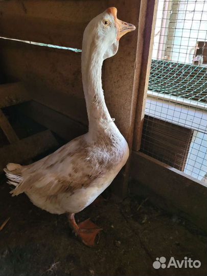 Семья гусей