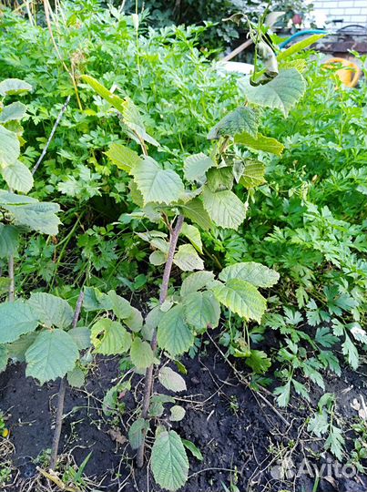 Лещина Орех