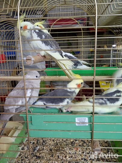 Попугай Корелла.Ц.Рынок