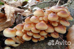 Для выращивание зимних опят - мицелий