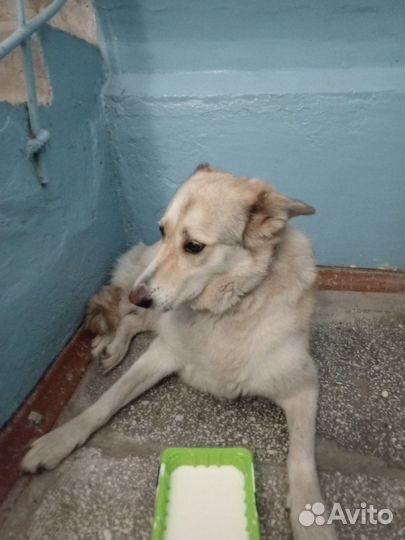 Собака в добрые руки