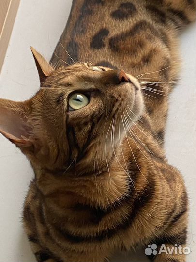 Бенгальский кот