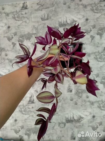 Традесканция