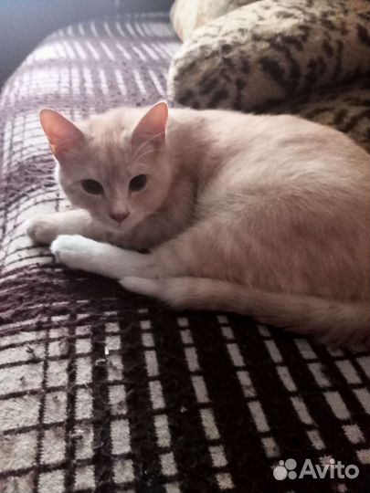 Отдам в хорошие руки кота