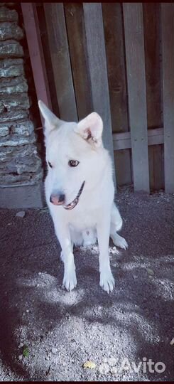 Метис лайки и хаски