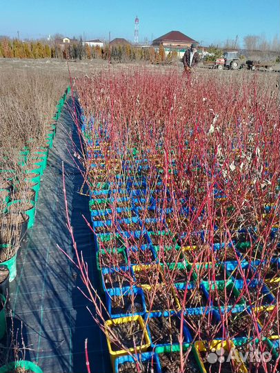 Продажа саженцев