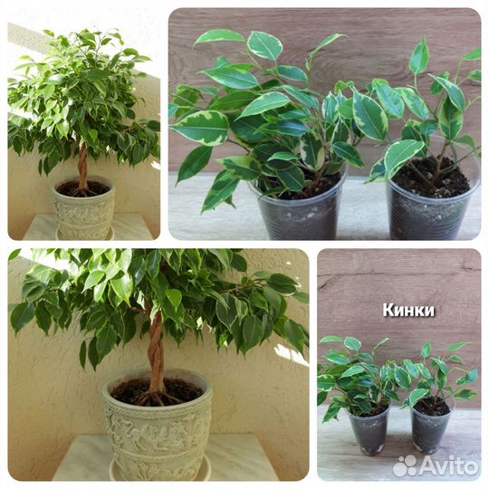 Фикус Бенджамина Кинки