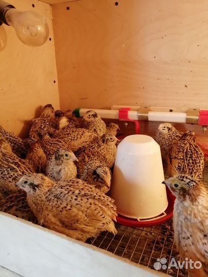 Инкубационное яйцо перепелов