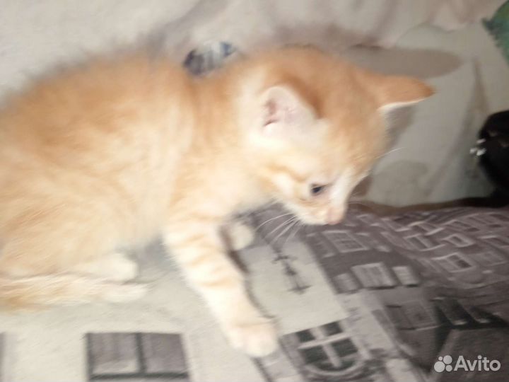 Котята добрые