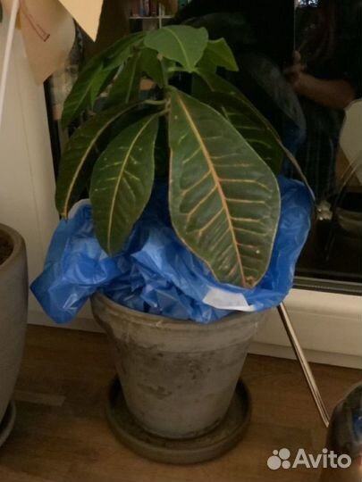 Кротон в глиняном горшке