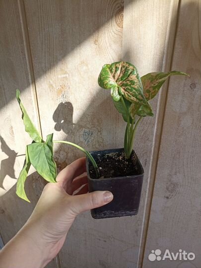 Сингониумы