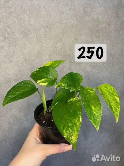 Сциндапсус золотистый (эпипремнум)