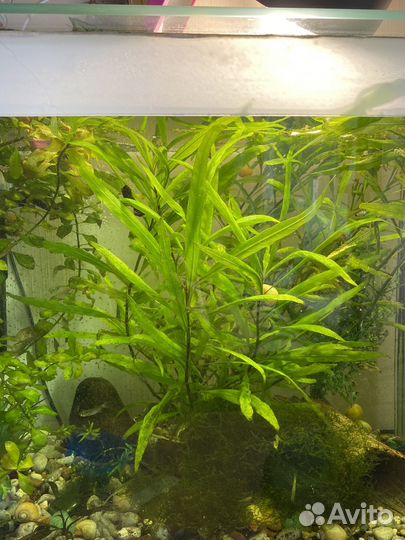 Аквариумные растения, улитки