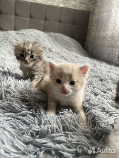 Британские котята